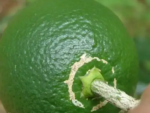 柑橘花期,警惕蓟马为害