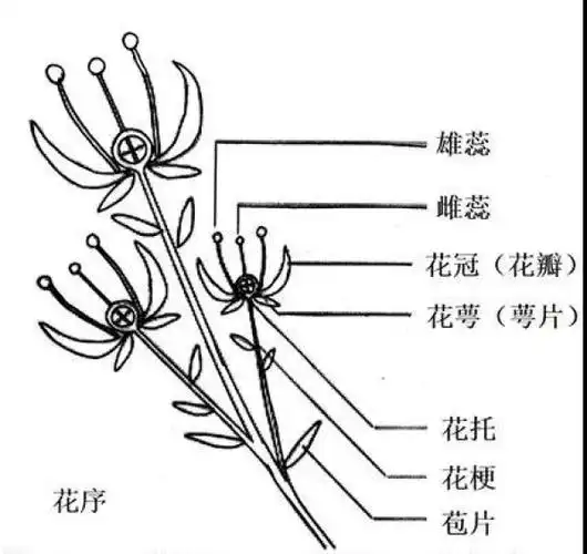 首页 科学普及 花博士自然百科      花序的结构 ,作者绘制    在较