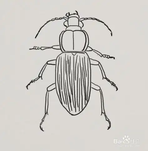 金步甲卡通简笔画的步骤