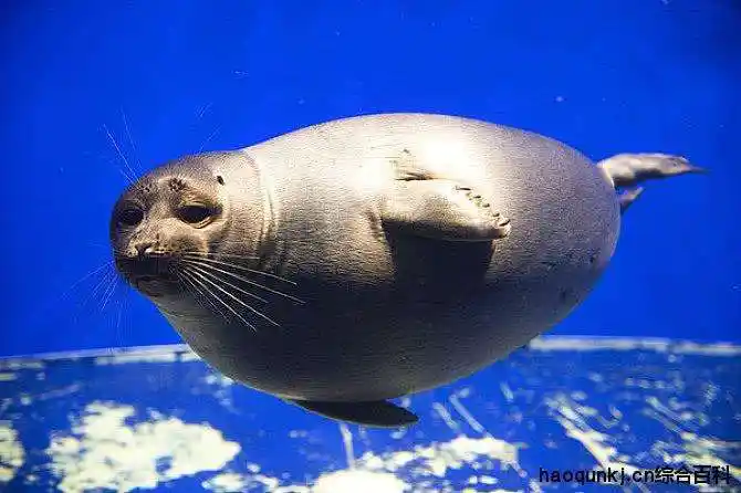 水生哺乳动物有哪些(你都清楚吗 那些颠覆常人认知的水生哺乳动物)-第