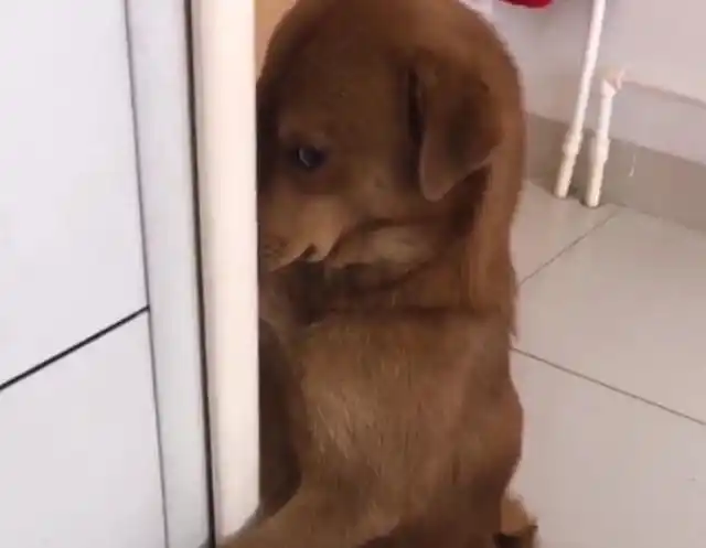 仿佛在说,"我已经这样了,你还想怎样……"