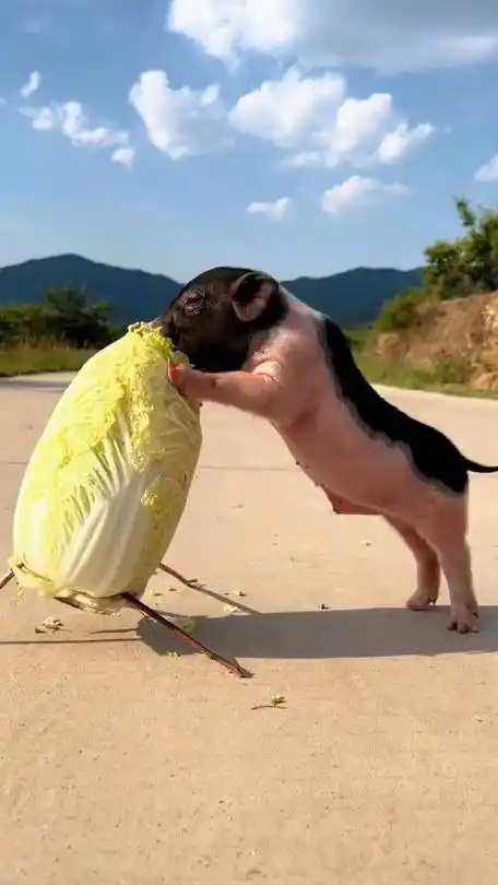 这就是传说中的猪拱白菜吧#宠物搞笑##宠物猪##搞笑视频#我笑得快不行