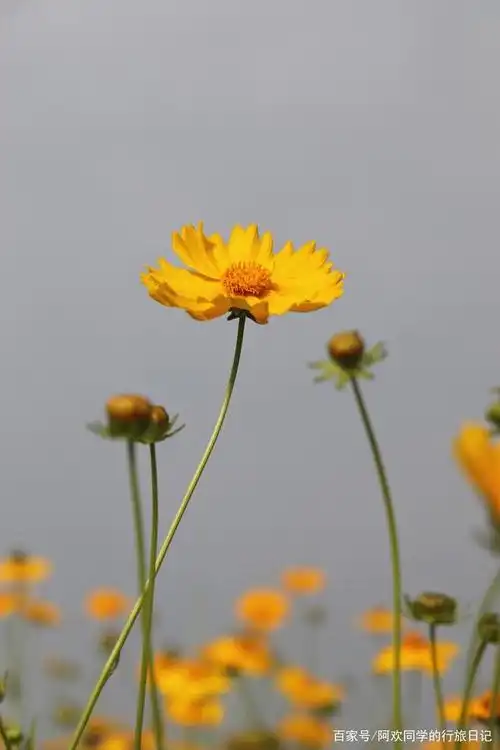 金鸡菊又叫小波斯菊,金钱菊,孔雀菊,其花语是竞争心,上进心,只见那