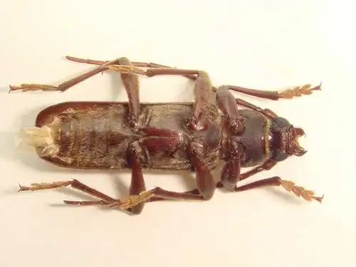 家茸天牛 trichoferus campestris (faldermann,1835)