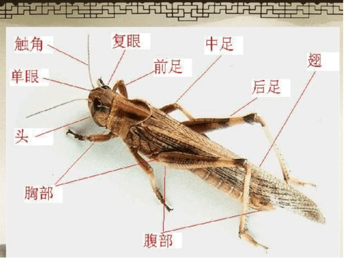 昆虫的身体构造和功能课堂