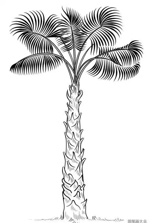 棕榈树简笔画简单