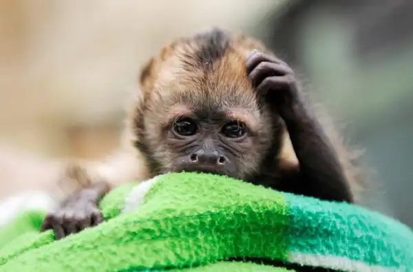 谈谈益智玩具,亲子玩具跟益智亲子玩具