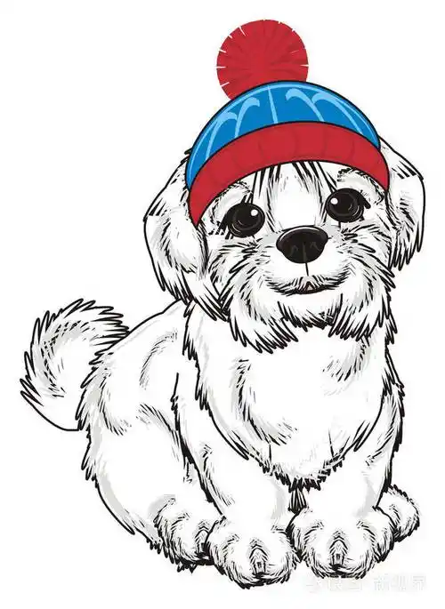 可爱的马尔济斯犬