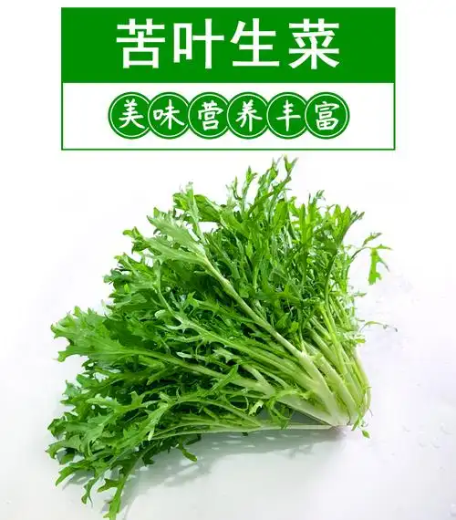 新鲜苦菊苦苣新鲜蔬菜生鲜套餐蔬菜沙拉菜食材1000g