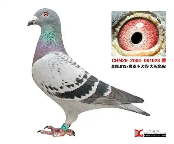 詹森019*小火箭金母