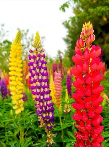 "母亲节"玉渊潭公园赏鲁冰花