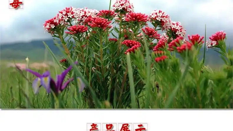 狼毒菌一净乳膏的价格说明书生产厂家