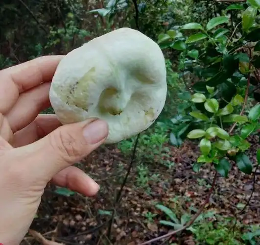 今年的清明,你们还在山上看见这些山茶包吗?