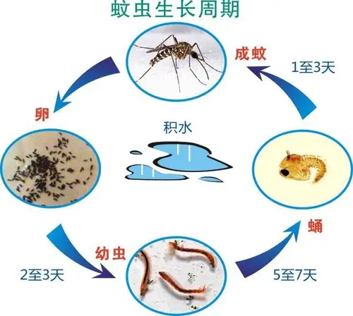 预防登革热,从我做起!