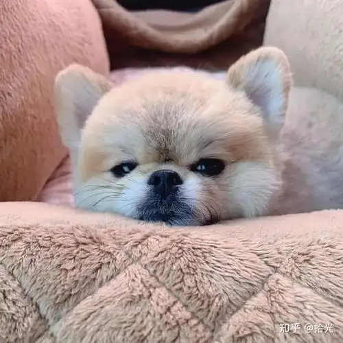 狗子头像可爱又憨憨的狗子头像奶凶奶凶可爱情侣狗子头像