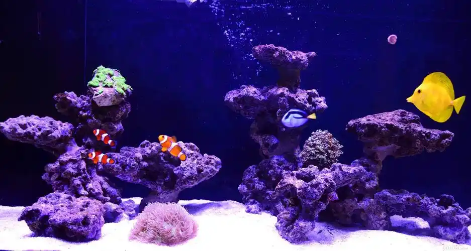 【兰因慧者】鱼缸放哪里风水好 鱼缸风水摆放的位置