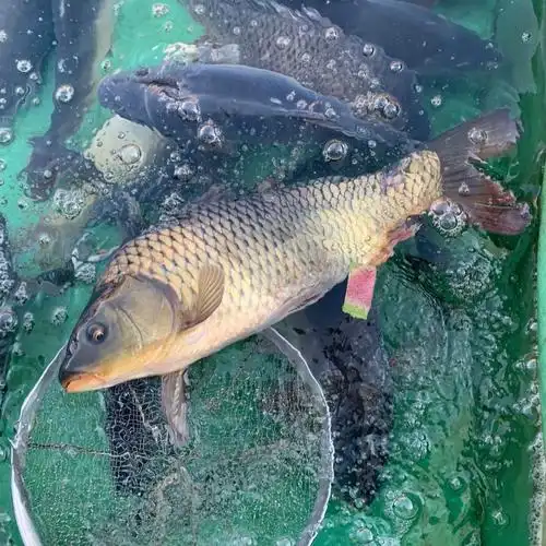 正宗东北大鲤鱼黑龙江淡水鱼大鲤鱼鲜活速冻大鲤鱼9斤左右