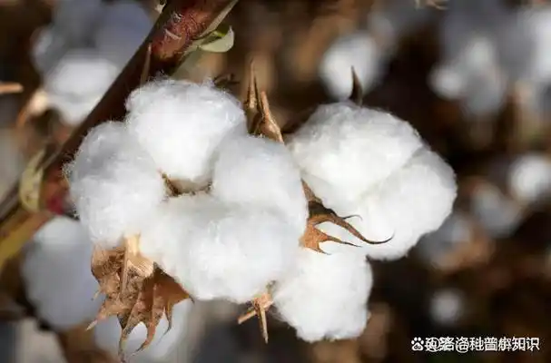 俄军乐笑了,因为抵制新疆棉花,美欧害得乌军炮兵快"断粮"了