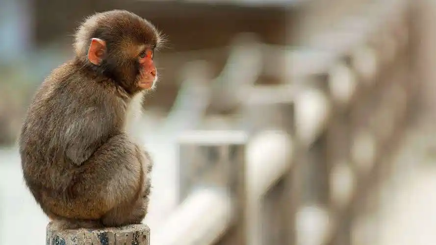 保护动物,而猕猴是二级保护动物,所以对于猴子我们寻常的时候要保护它