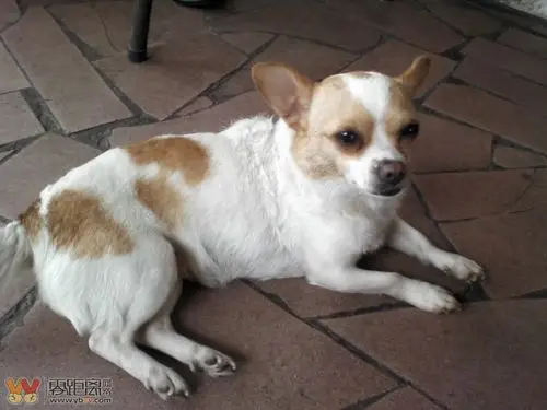 寻狗启示老城区南门桥下河边丢失一只黄白花吉娃娃狗