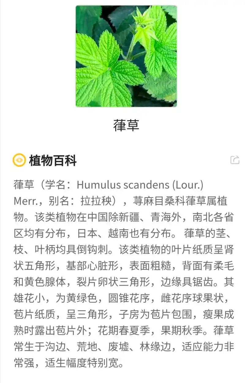 狗狗爱吃草.手机拍照识花8崔草植物百科草(学名:humulu - 抖音