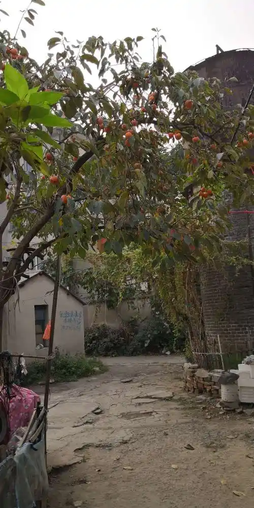 再见了,老屋——致自己和那些曾经住在蚌埠烟叶复烤厂南宿舍儿时的小