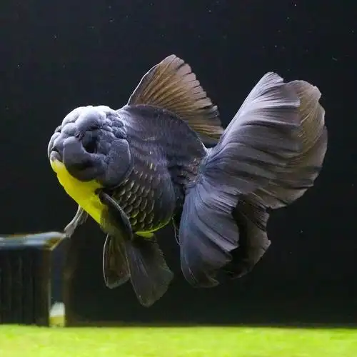 鱼耐活自来水耐寒宠物金鱼观赏鱼招财活鱼 精品百褶五花泰狮(6-7cm) 2