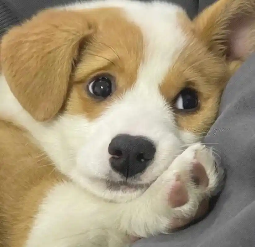 超可爱的狗子 谁看谁迷糊#优质头像 #送你一个头像 #猫狗头 - 抖音