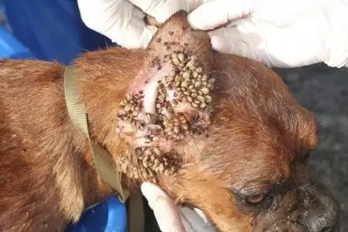 在小狗的身上发现了好多蜱虫,我家门前有树和草坪.