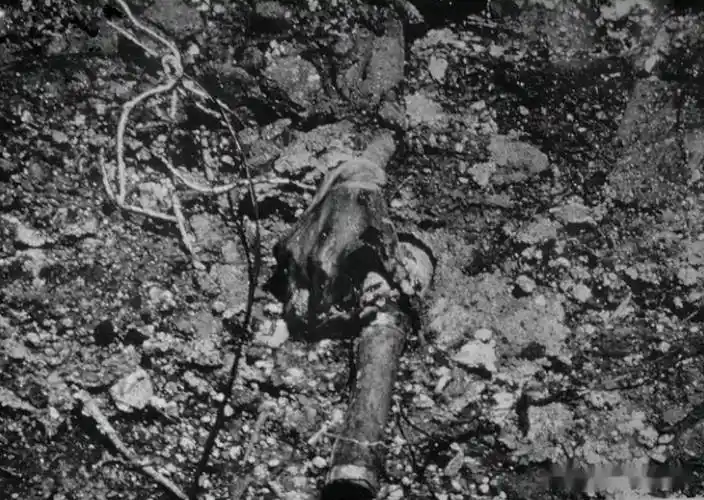 志愿军遗体,他们肯定是在冲锋时受到美军强大的火力阻击,有的人至死都