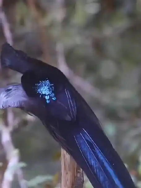 黑镰嘴风鸟的舞蹈