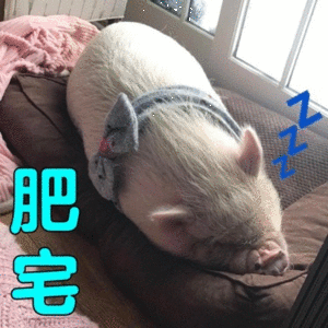现在已不流行吸猫了,我们改换吸猪吧,猪猪这么可爱,我们这么能不