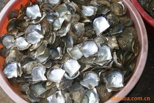 国产马氏贝.贝壳原材料