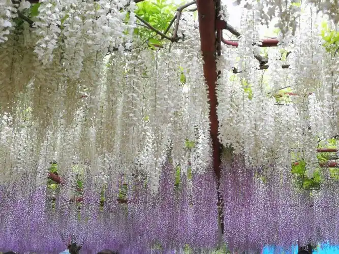 好想再看看盛花期的紫藤花