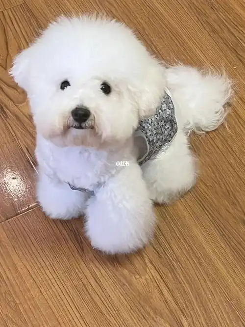 新品种西高地比熊