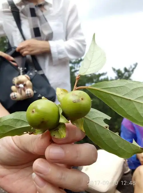 这是小野柿子,树上密密麻麻地长满了,可惜还没成熟.