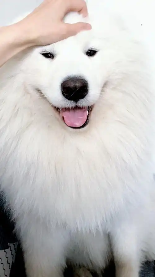 萨摩耶一直撒娇让主人给它做头部按摩,得逞了就笑嘻嘻-度小视