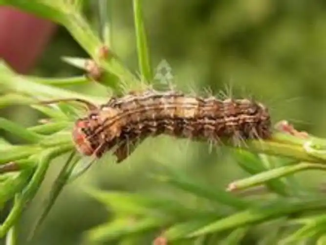 furva /i>&nbsp;leech,1888)属鳞翅目,毒蛾科,又名柏毒蛾,是柏类