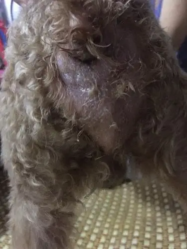 狗狗屁股肿了,谁知道是怎么回事?急