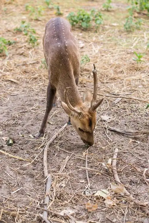 麂子生活习俗是什么