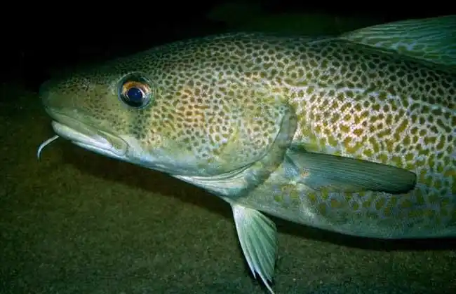 鳕鱼种类图片大全