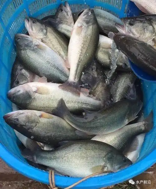 四大主产区出塘价本周全部上涨!6月14日加州鲈鱼价解析 |杰大饲料特约