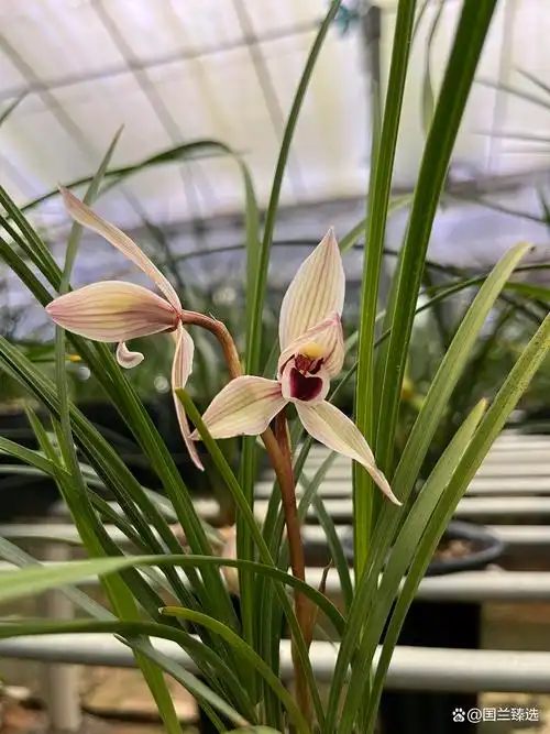 莲瓣兰心心相印