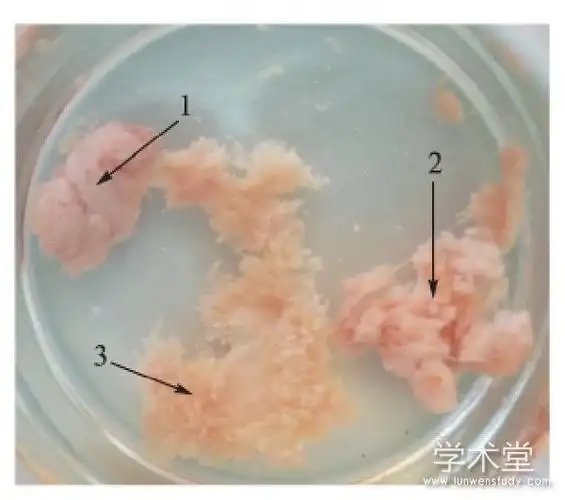 两种不同的药物流产胚胎组织碎块