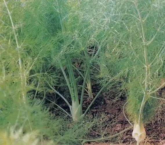 小茴香图片和介绍