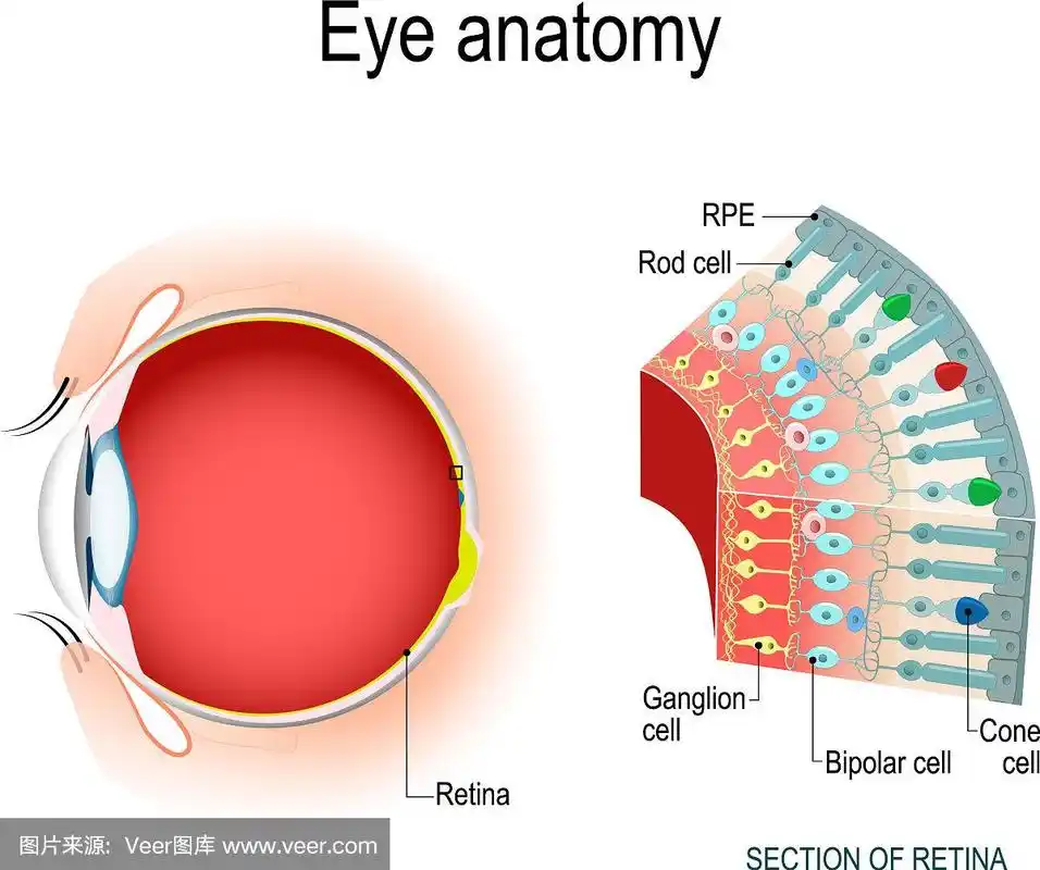 眼解剖视杆细胞和锥细胞