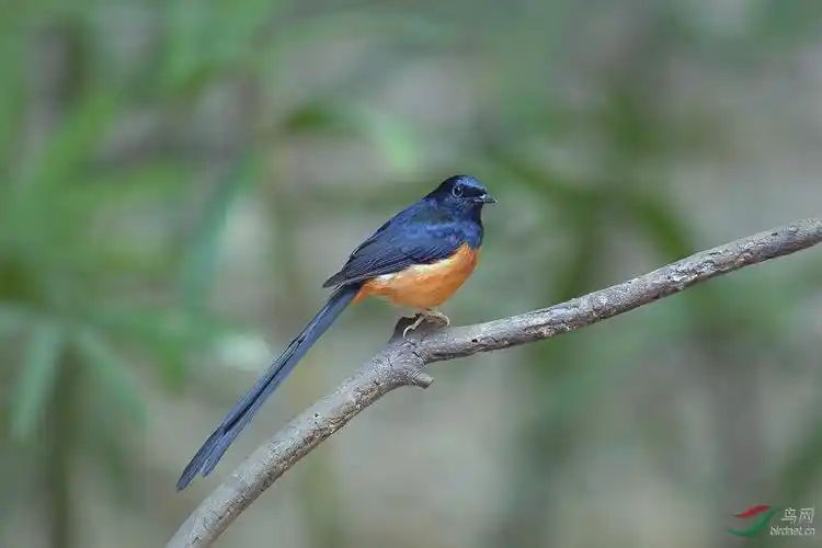 祝师友们元旦吉祥:长尾巴的鸟