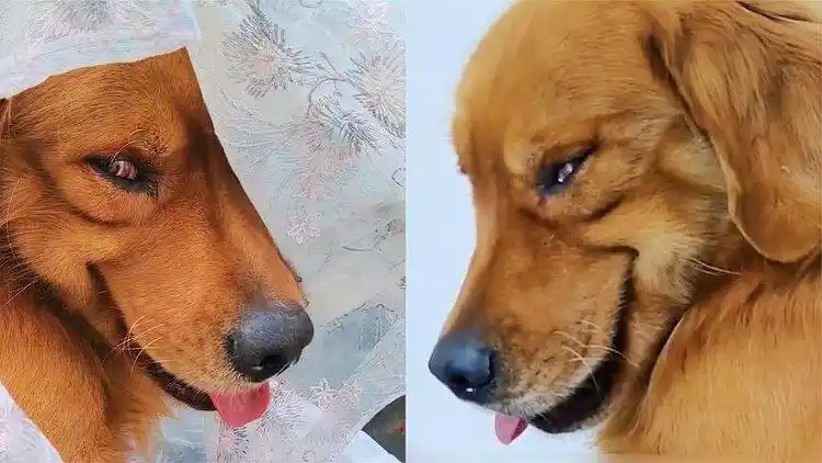 5岁金毛招牌"歪嘴笑",魔性娇羞坏笑引网友热议:歪嘴狗王?