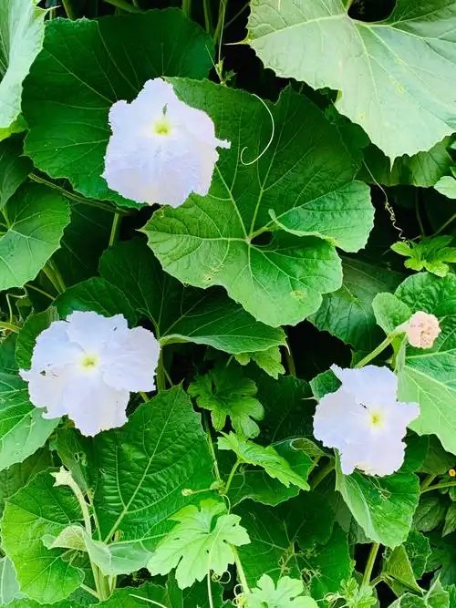 葫芦开花结瓜了