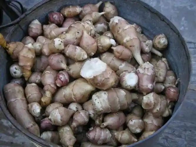 洋姜有什么用洋生姜作用